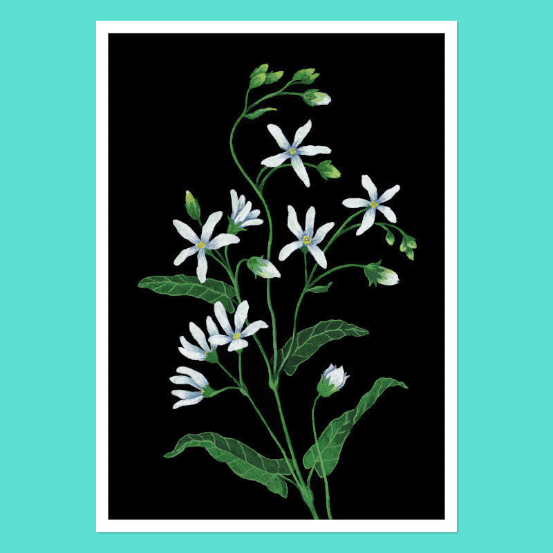 Cape-Primrose - A5 Black Botanical Print