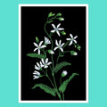 Cape-Primrose - A5 Black Botanical Print