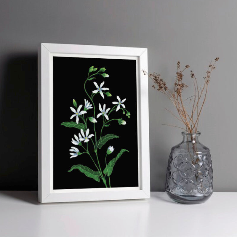 Cape-Primrose - A5 Black Botanical Print
