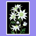 Flannel Flower - A5 Black Botanical Print