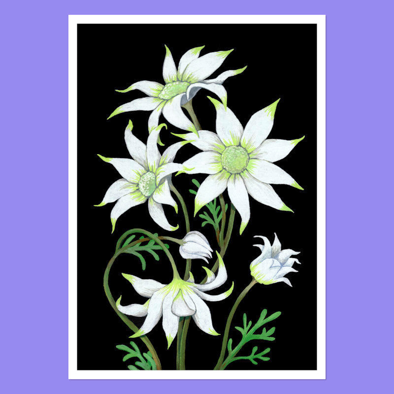 Flannel Flower - A5 Black Botanical Print
