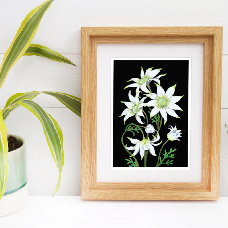 Flannel Flower - A5 Black Botanical Print