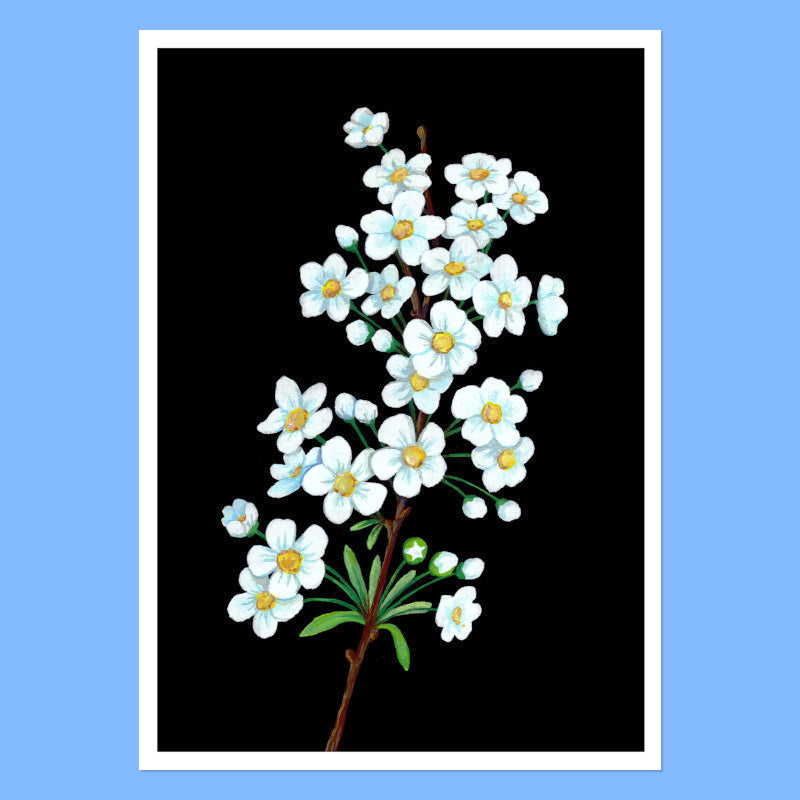 Jasmine flower - A5 Black Botanical Print