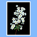 Jasmine flower - A5 Black Botanical Print