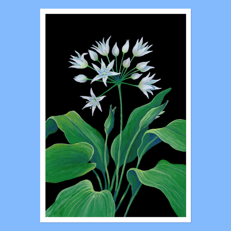 Wild Garlic - A5 Black Botanical Print
