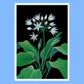 Wild Garlic - A5 Black Botanical Print